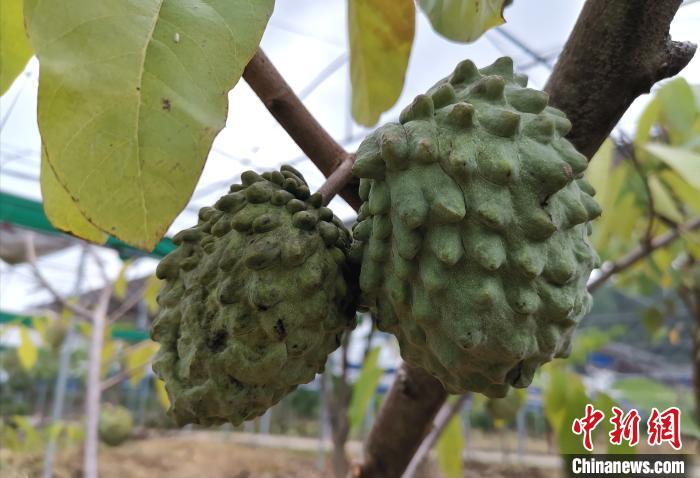 永定區(qū)嘉華農(nóng)業(yè)科技觀光園棚下種果?！埥鸫?攝